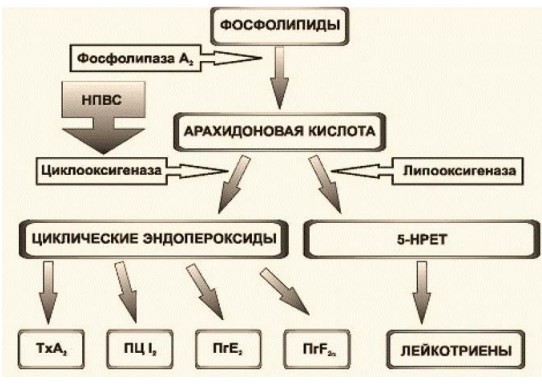 Механизм действия